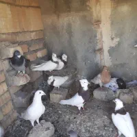 کفتر یا کبوتر