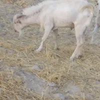 کره یه ساله