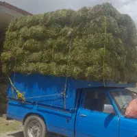 شرکت اسیا علوفه خرید وفروش یونجه