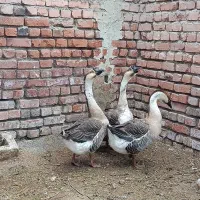 قوقاز غوقاز