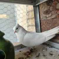 کفتر