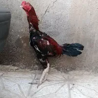 خروس لاری