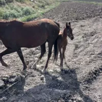 مادیان  با کره و یه کره نر دیگه ای هم جدا دارم