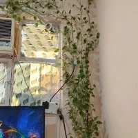 گل پتوس به فروش میرسد