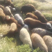 میش مدتی میخوام.