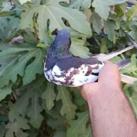 کبوتر یال سیاه گلدار ماده