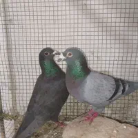 کفتر چاهی نر وماده