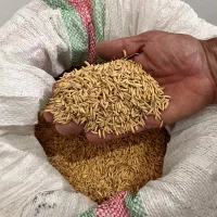 شالی|خوردنی و آشامیدنی|قائمشهر, |دیوار