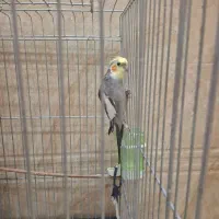 فروش دو عدد عروس هلندی