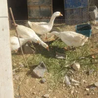 قوغاز ۴ عدد تخم گذار