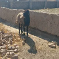 قوچ