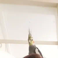 گمشده