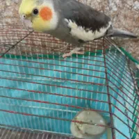 عروس خاکستری بالغ نر