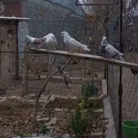 کبوتر تهرانی