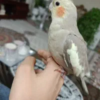 عروس هلندی