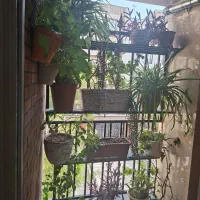 گلدان|گل و گیاه طبیعی|تهران, طرشت|دیوار