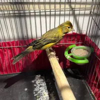 قناری نر ۵ دانگ