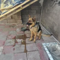 سگ ژرمن