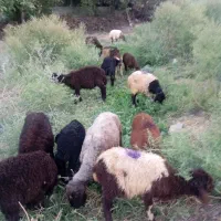 گوسفند بره شیری بره شیرمست ارسال از تبریز