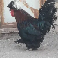 خروس سلطان اصل