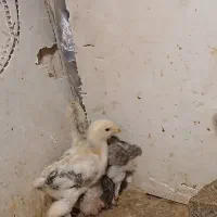 جوجه برهما ۲۱روزه