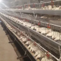 قفس|لوازم جانبی حیوانات|دلند, |دیوار