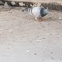 کبوتر