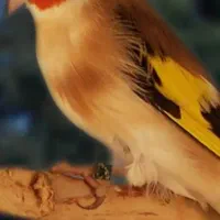 سهره تازه گیر وحشی خریدارم