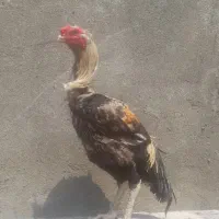 خروس لاری ۱۸ ماه بشرط