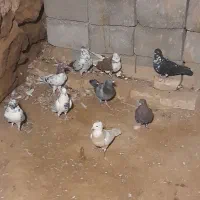 کفتر|پرنده|زنده رود, |دیوار