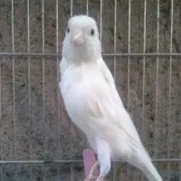 قناری ماده سفید