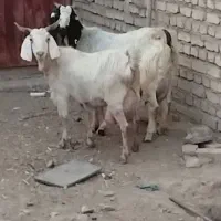 دوعددبزکردی جوان درشت واقعا شیرا با ۳تابزغاله