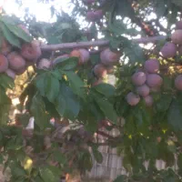 حدود ۱۰۰کیلو آلو بخارا درجه۱ خونی باطعم بینظیر