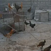 جوجه|حیوانات مزرعه|سوق, |دیوار