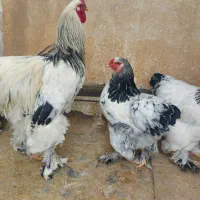 مرغ خروس برهما لایت اورجینال