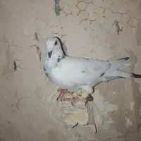 سار سبز جونه نر المانی