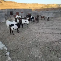 بز پاکستانی اصیل