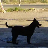 سگ پاکوتاه
