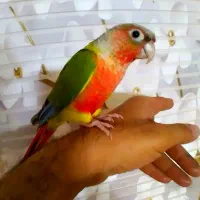 طوطی برزیلی وگرینچیک رقاص وسخنگو فوق دستی نر