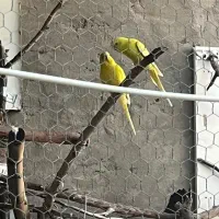 جفت مرغ عشق مولد