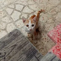 گربه
