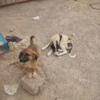 واگذاری رایگان