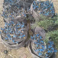 نوار تاشو نخدار