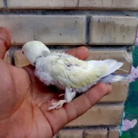 جوجه کوتوله برزیلی سرلاکی