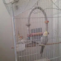 عروس هلندی