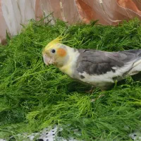 گمشده شدن  عروس هلندی