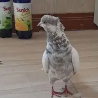 باخت رفته