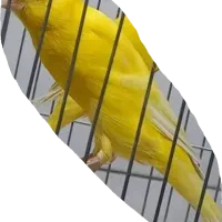قناری ماده رسمی بلند