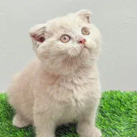 گربه اسکاتیش