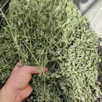 یونجه